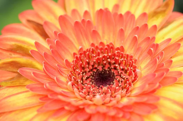 Gerbera flower in a garden — Stock Photo, Image