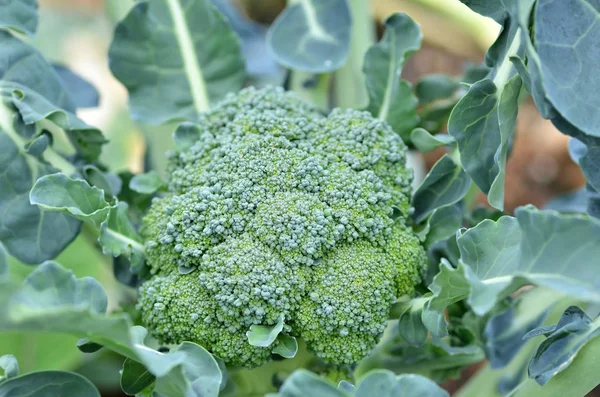 Raw broccoli in the farm — Stock Photo, Image