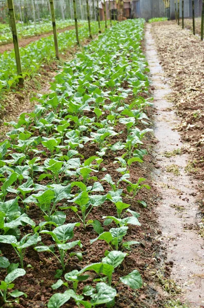 Gemüsefarmen im Hochland von Kamerun — Stockfoto