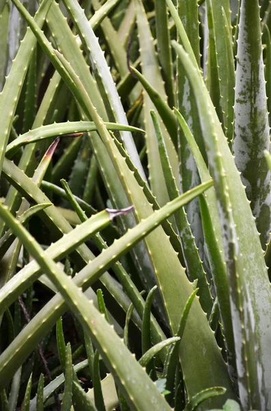 Leaves of aloe vera plant — Stock Photo, Image