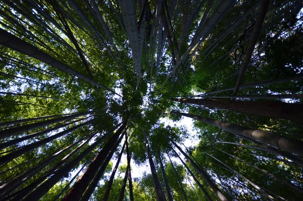 Bosque de bambú verde y natural — Foto de Stock