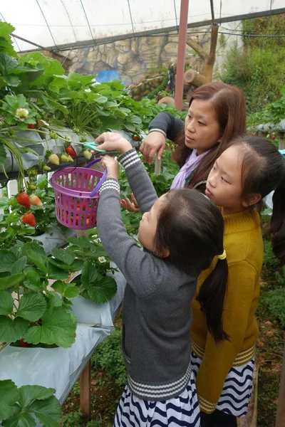 Young mother and two little girls are having fun on strawberry f — Stock Photo, Image