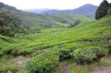 çay plantasyon cameron Highlands, Malezya