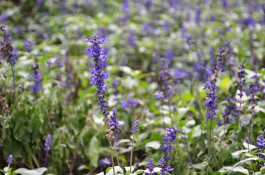 Mavi bugleweeds mayasıl çiçeklenme