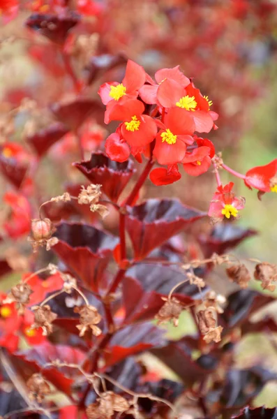 Fiori begonia. Begonia è un fiore di straordinaria bellezza — Foto Stock