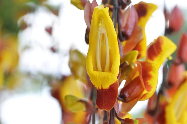 Thunbergia mysorensis, Mysore trumpetvine olarak da bilinir — Stok fotoğraf