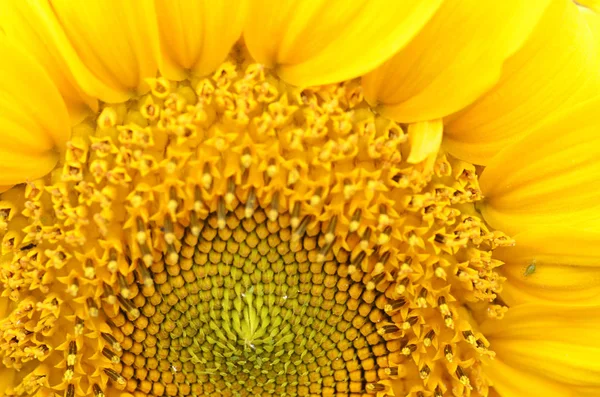 Nahaufnahme von Sonnenblumen — Stockfoto
