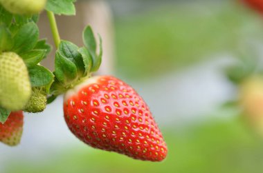 Seralarda yetişen taze çilekler.
