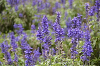 Mavi bugleweeds mayasıl çiçeklenme