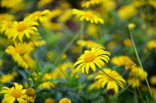 Büyük verticillata çiçek