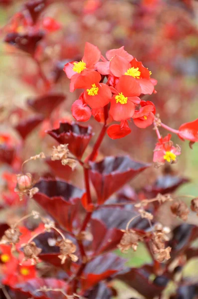 Begónia virág. Begonia egy rendkívüli szépség virág — Stock Fotó