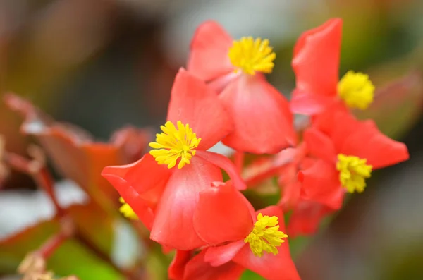 Bloemen begonia. Begonia is een bloem van buitengewone schoonheid — Stockfoto