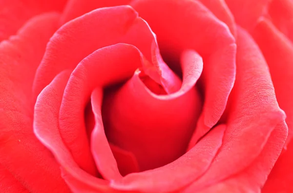 Macro shot of a red rose — Stock Photo, Image