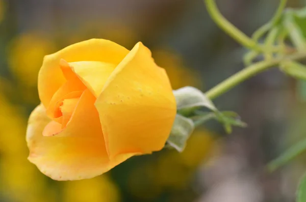 Beautifu yellow rose flower — Stock Photo, Image