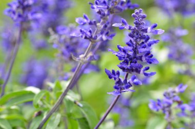 Mavi bugleweeds mayasıl çiçeklenme