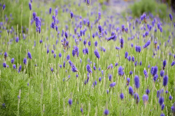 Lavendelblüten in der Natur — Stockfoto