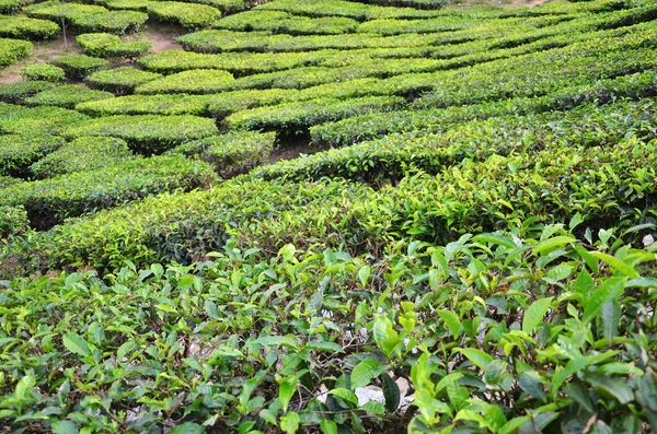Herbata plantation w cameron highlands w Malezji — Zdjęcie stockowe