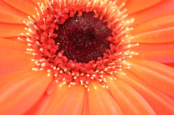 Gerbera blomst i en have - Stock-foto