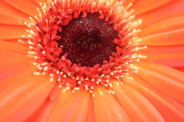 Gerberas en un jardín — Foto de Stock