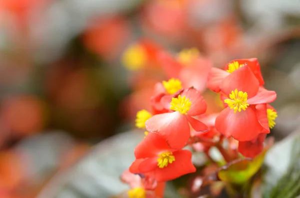 Blütenbegonien. Begonie ist eine Blume von außergewöhnlicher Schönheit — Stockfoto