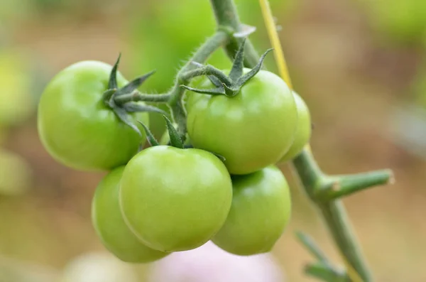 Tomates inmaduros fruta en tallos verdes — Foto de Stock