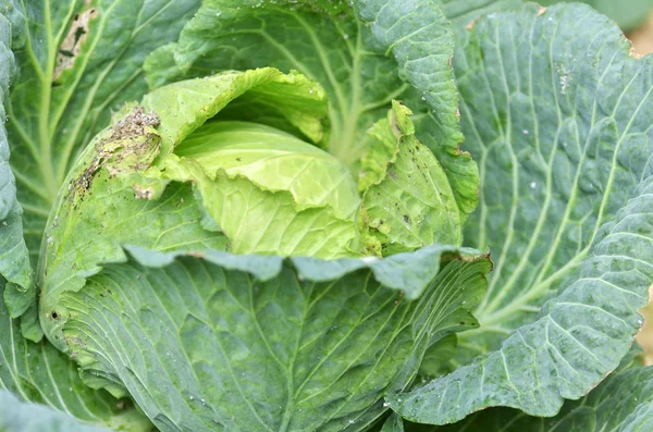 Green cabbage in a farm — Stock Photo, Image