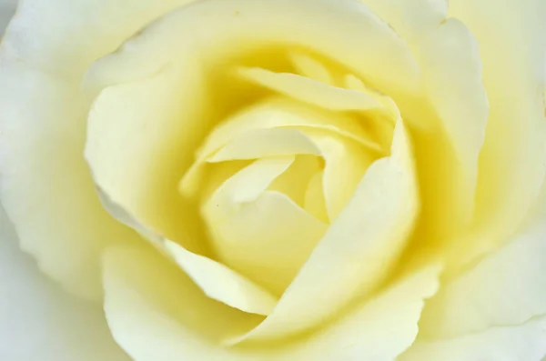 Beautifu yellow rose flower Royalty Free Stock Photos