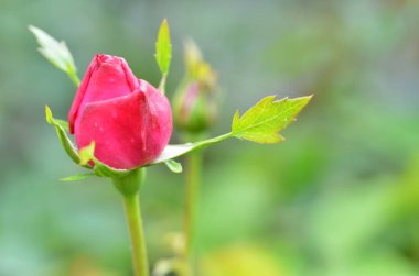Canlı kırmızı gül bud