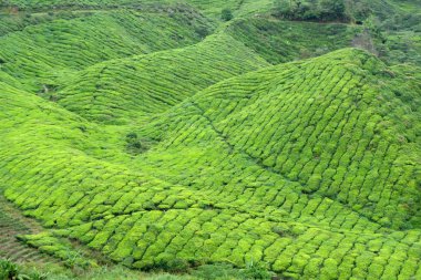 çay plantasyon cameron Highlands, Malezya