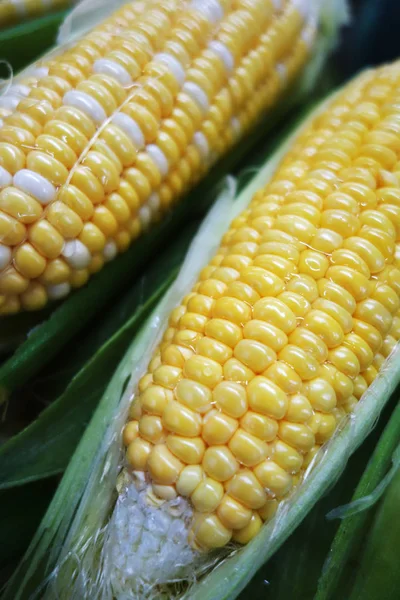 Yellow and white corn cobs — Stock Photo, Image