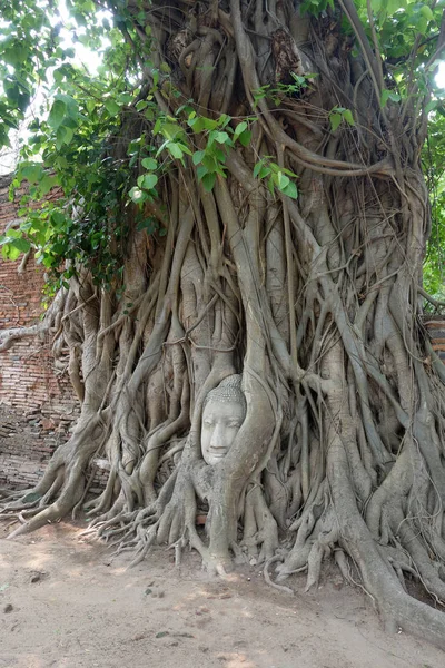 Head of Buddha statue in the tree roots — Stock Photo, Image