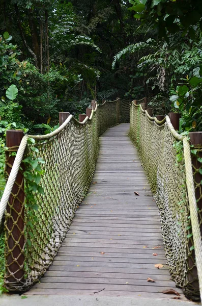 Wooden pathway into rain forest jungle — Stock Photo, Image