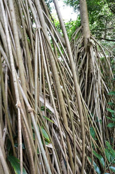 Seychelles stilt palm — Stock Photo, Image