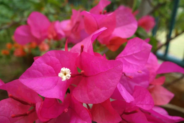 Bougainvillea çiçek, yakın — Stok fotoğraf