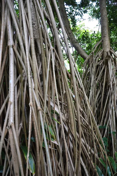 Seychelles stilt palm — Stock Photo, Image