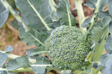 Gruptaki çiğ brokoli