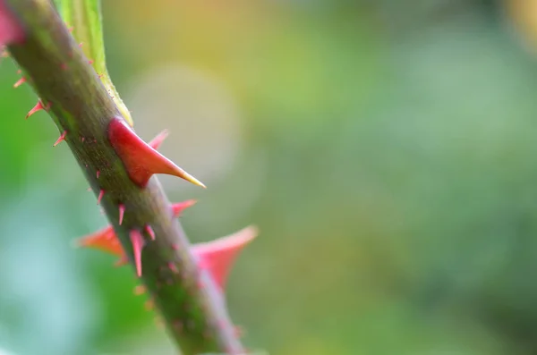 Rose thorns in the farm — Stock Photo, Image