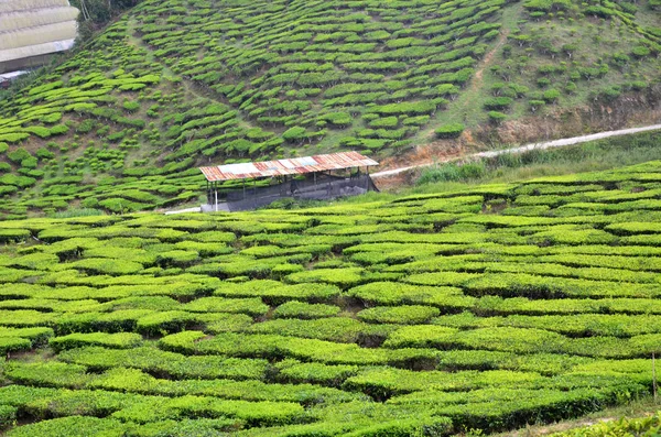 Plantation de thé dans les Cameron Highlands en Malaisie — Photo