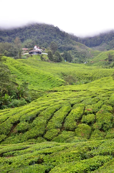 Teeplantage im Hochland von Kamerun in Malaysia — Stockfoto