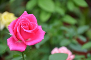 Bahçedeki pembe gül