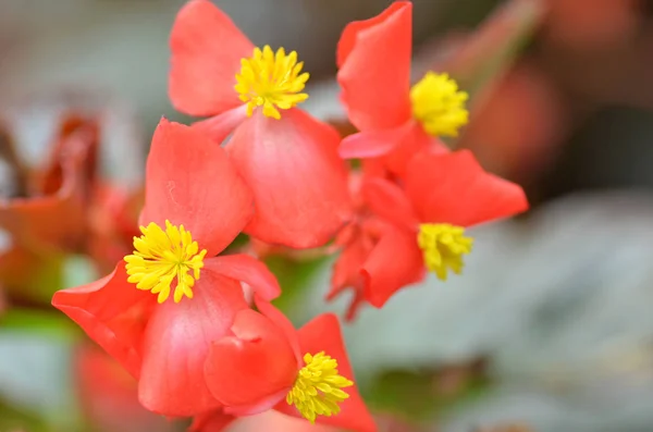 Fiori begonia. Begonia è un fiore di straordinaria bellezza — Foto Stock
