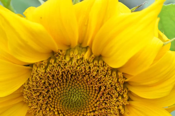 Nahaufnahme von Sonnenblumen — Stockfoto