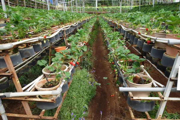 Üvegházban termesztett friss földieper — Stock Fotó
