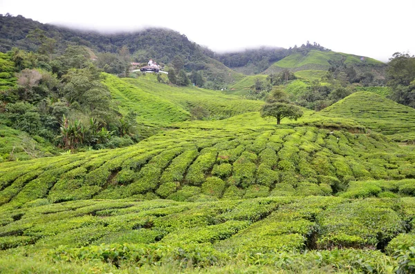 Herbata plantation w cameron highlands w Malezji — Zdjęcie stockowe