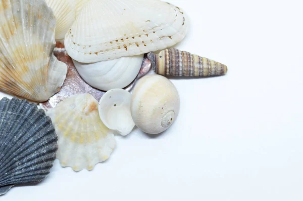 Conchas marinas raspadas juntas — Foto de Stock