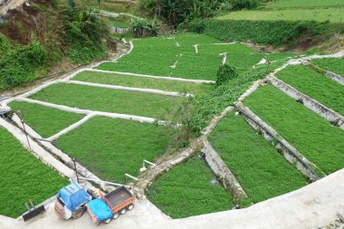 Gölet üzerinde büyüyen su tere 