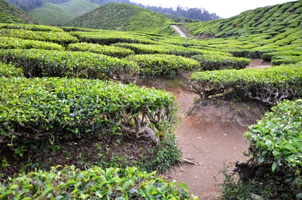 Tea Plantation in the Cameron Highlands in Malaysia — Stock Photo, Image