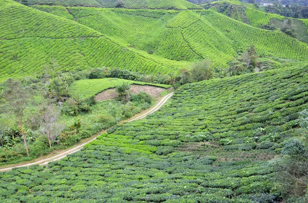 Plantación de té ubicada en Cameron Highlands —  Fotos de Stock