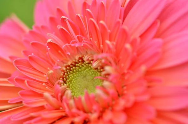 Цветок герберы в саду — стоковое фото