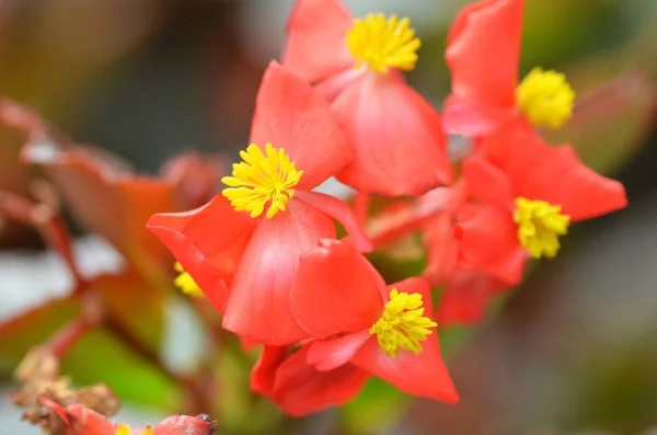 Μπιγκόνια λουλούδια. Μπιγκόνια είναι ένα λουλούδι της εκπληκτικής ομορφιάς — Φωτογραφία Αρχείου